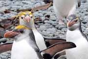 Macaroni Penguin (Eudyptes chrysolophus)
